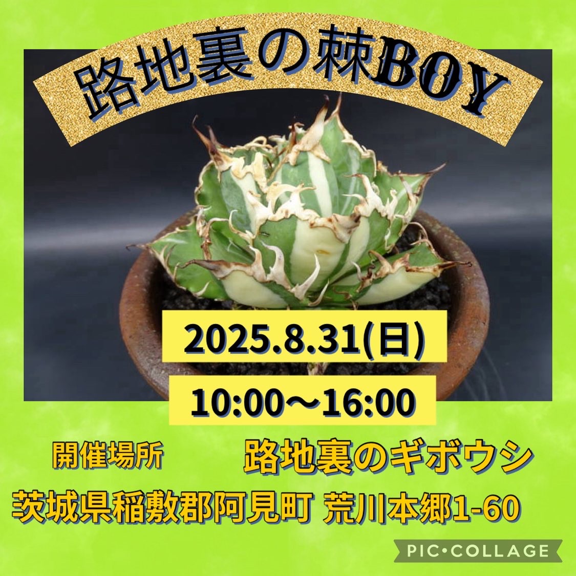 路地裏の棘BOY