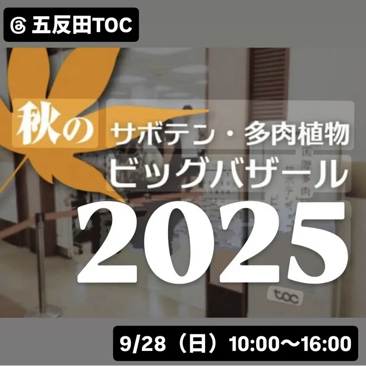 多肉植物ビッグバザール