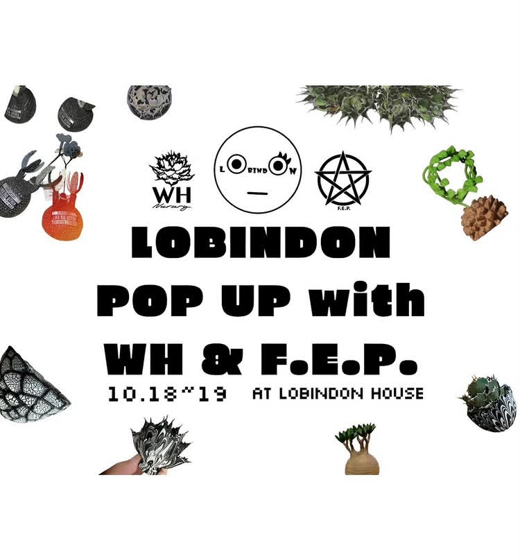 LOBINDON POP UP with WH & F.E.P