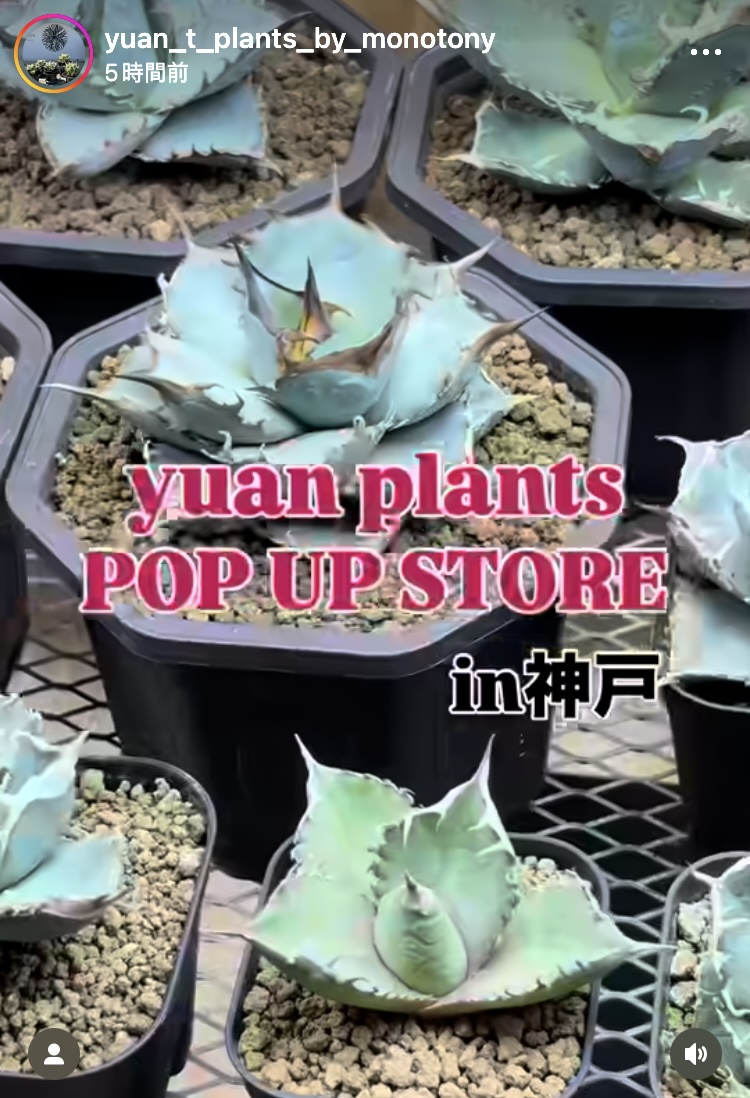 yuan plants POP UP STORE in 神戸