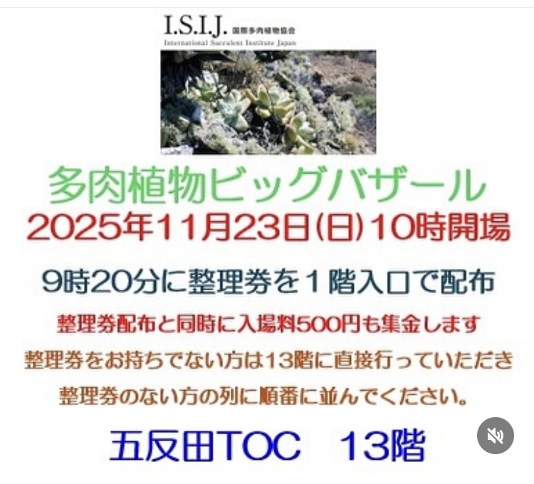 多肉植物ビッグバザール