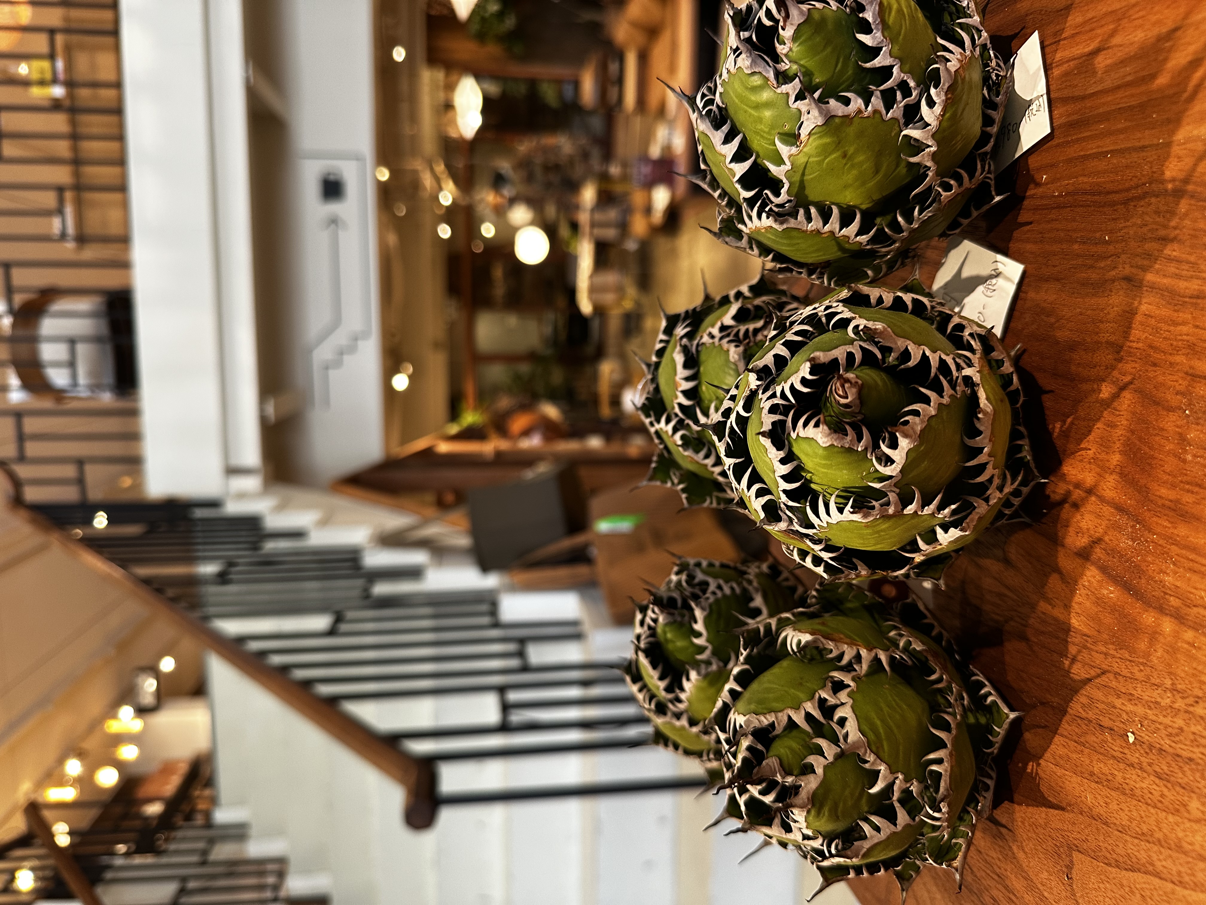 BOTANICAL SHOP KiJimuna 2026年新春初売りスーパーSALE